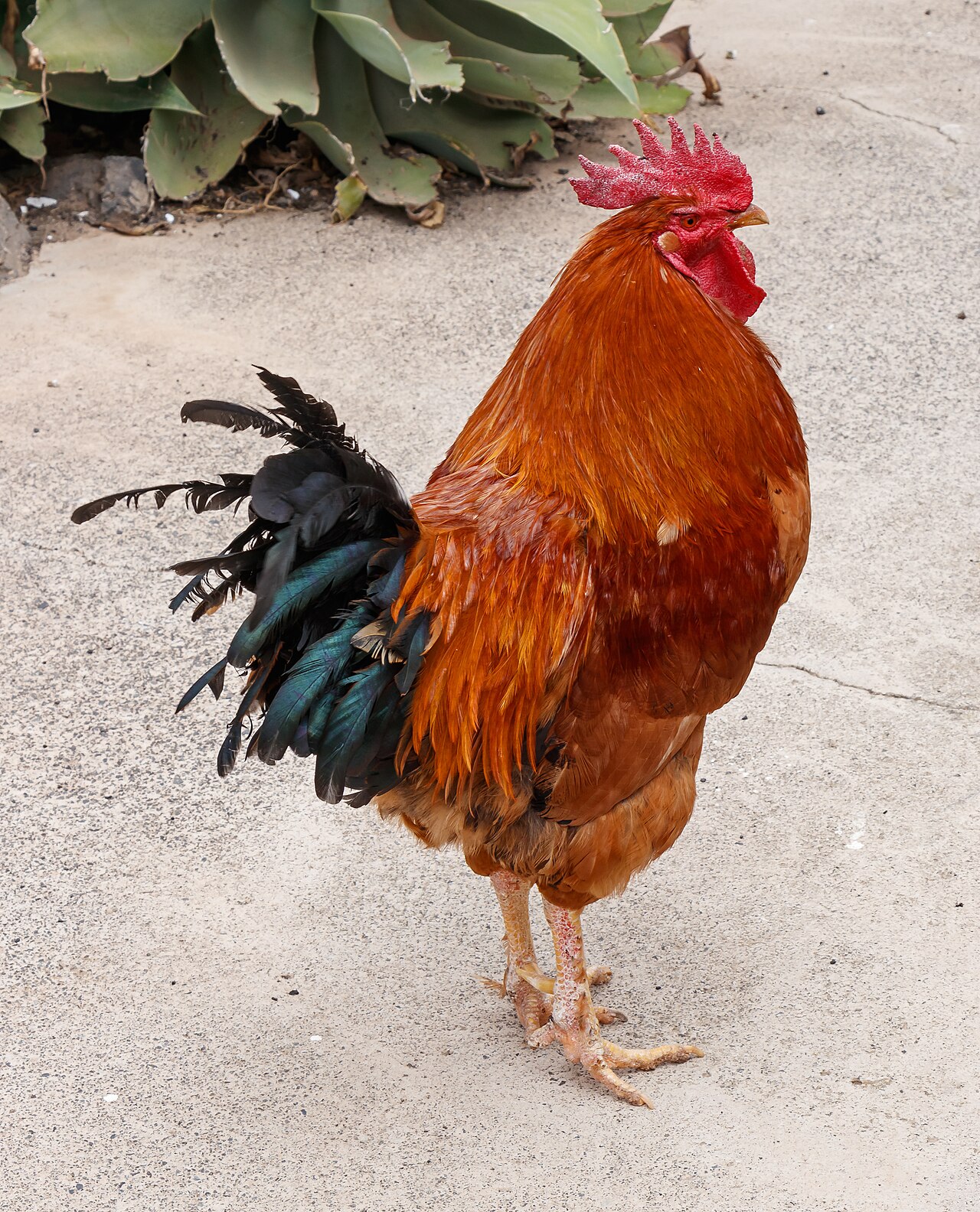 Does Citrus Affect Egg Laying?