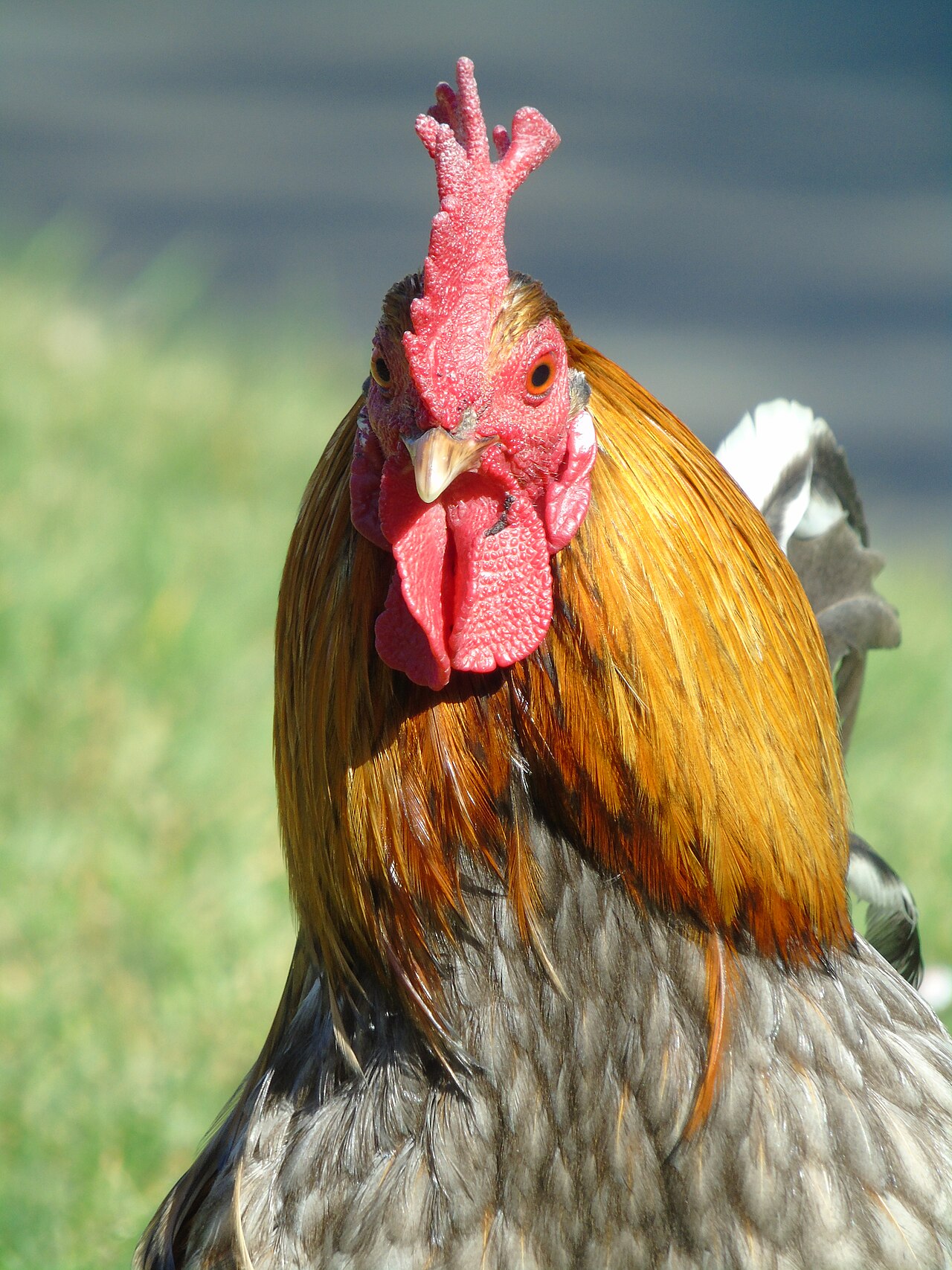 Can Chickens Eat Orange Peel?