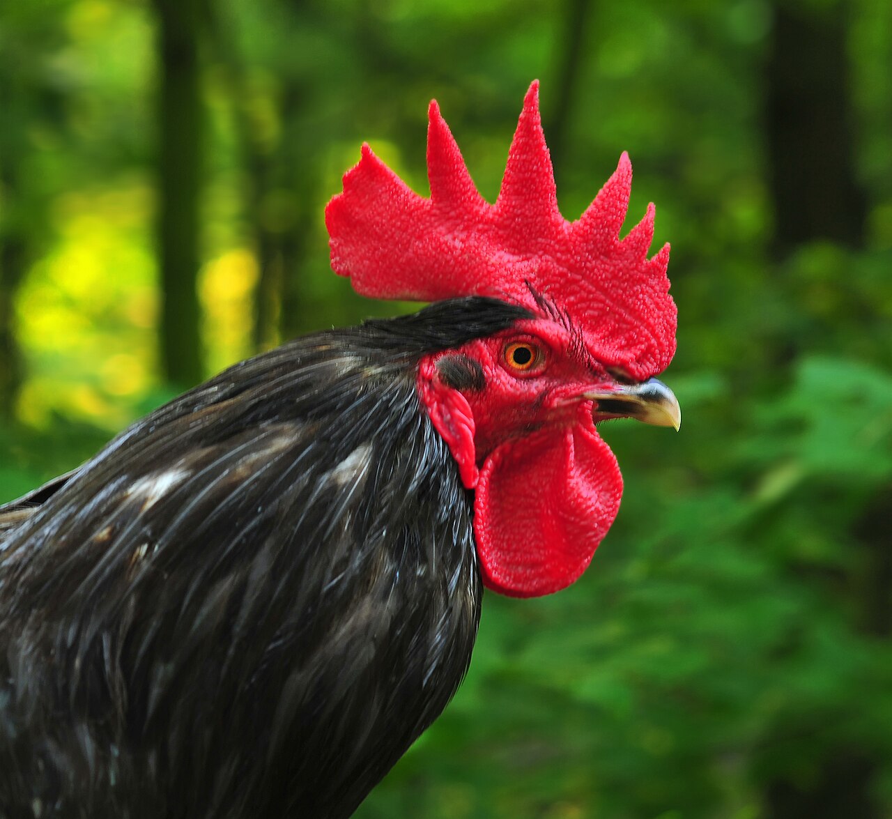 Can Chickens Eat Pumpkin Seeds? Portions, Prep and the Deworming Myth