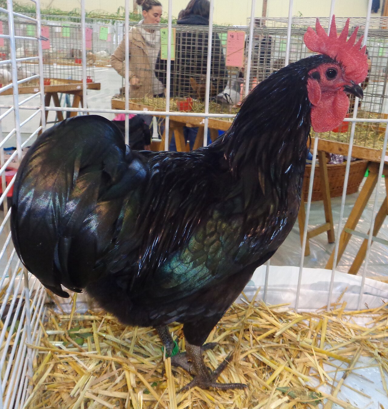 Do Pumpkin Seeds Deworm Chickens?