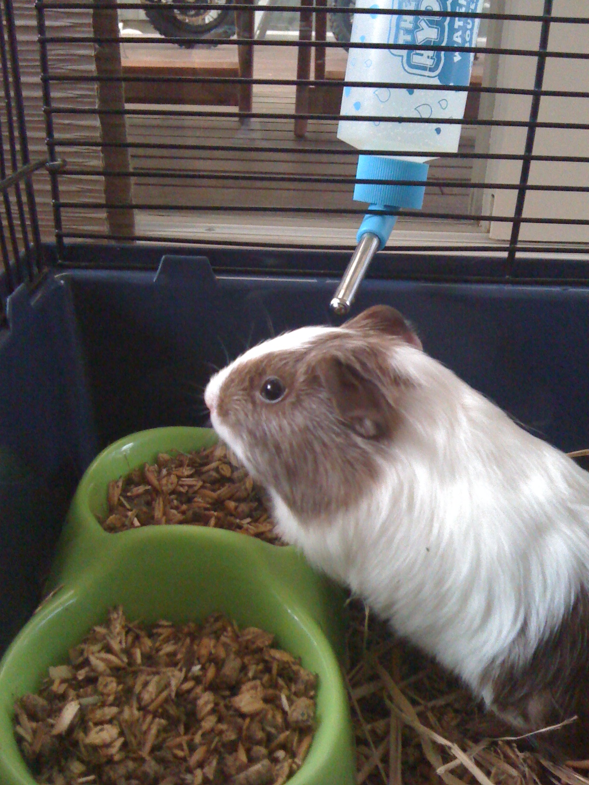 Can Guinea Pigs Eat Bananas? Portion and Sugar Concerns