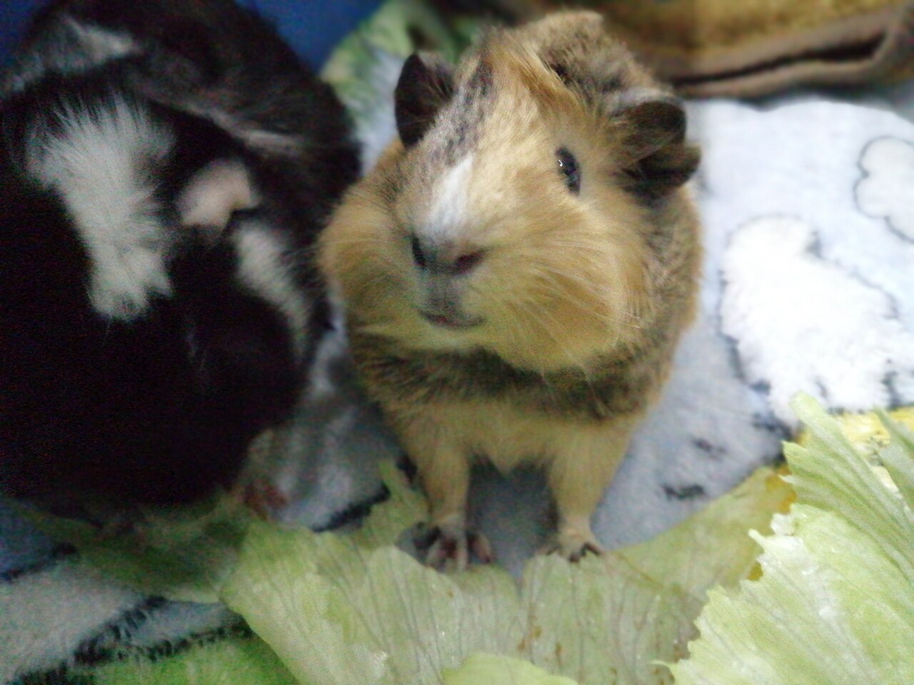 How Much Banana Can a Guinea Pig Have?