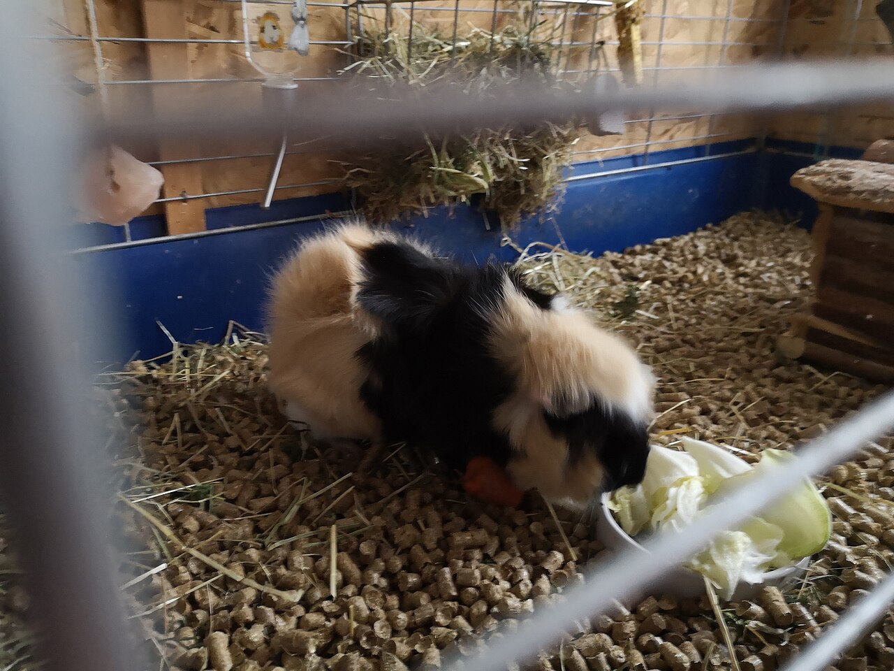 Can Guinea Pigs Eat Banana Peel?