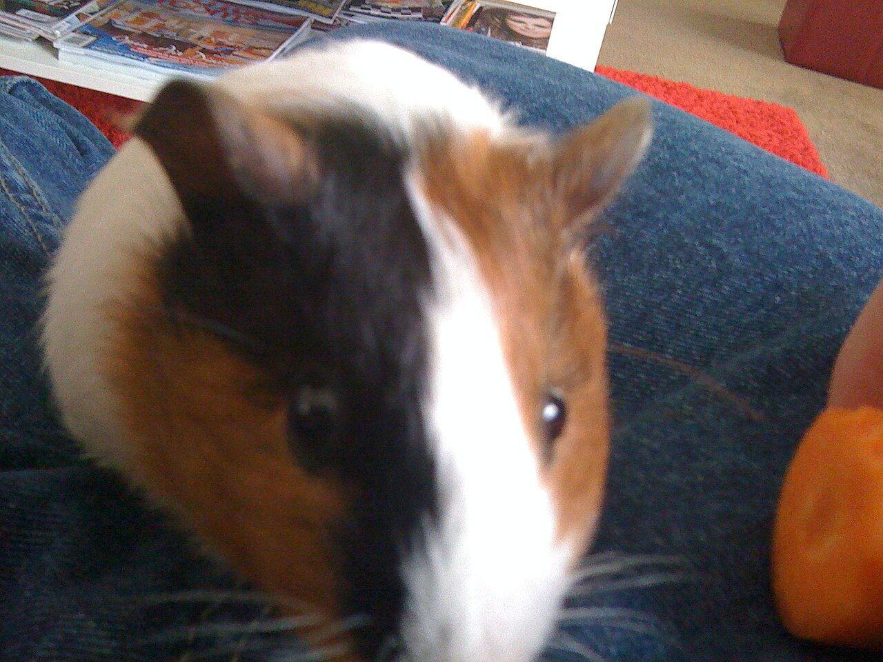 How Many Blueberries Can a Guinea Pig Have?