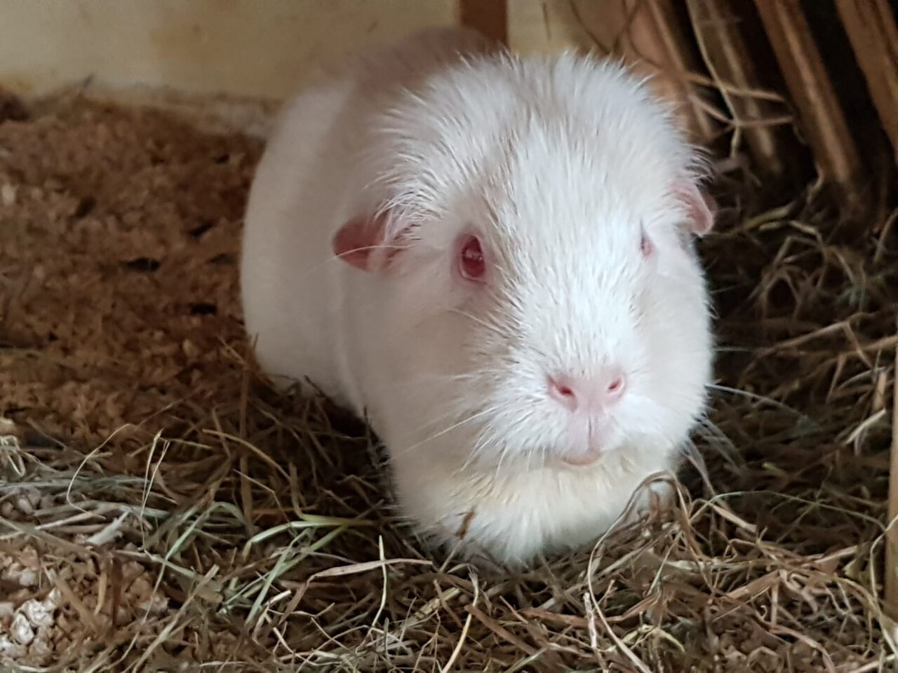 Can Guinea Pigs Eat Broccoli? Vitamin C vs Gas Risk