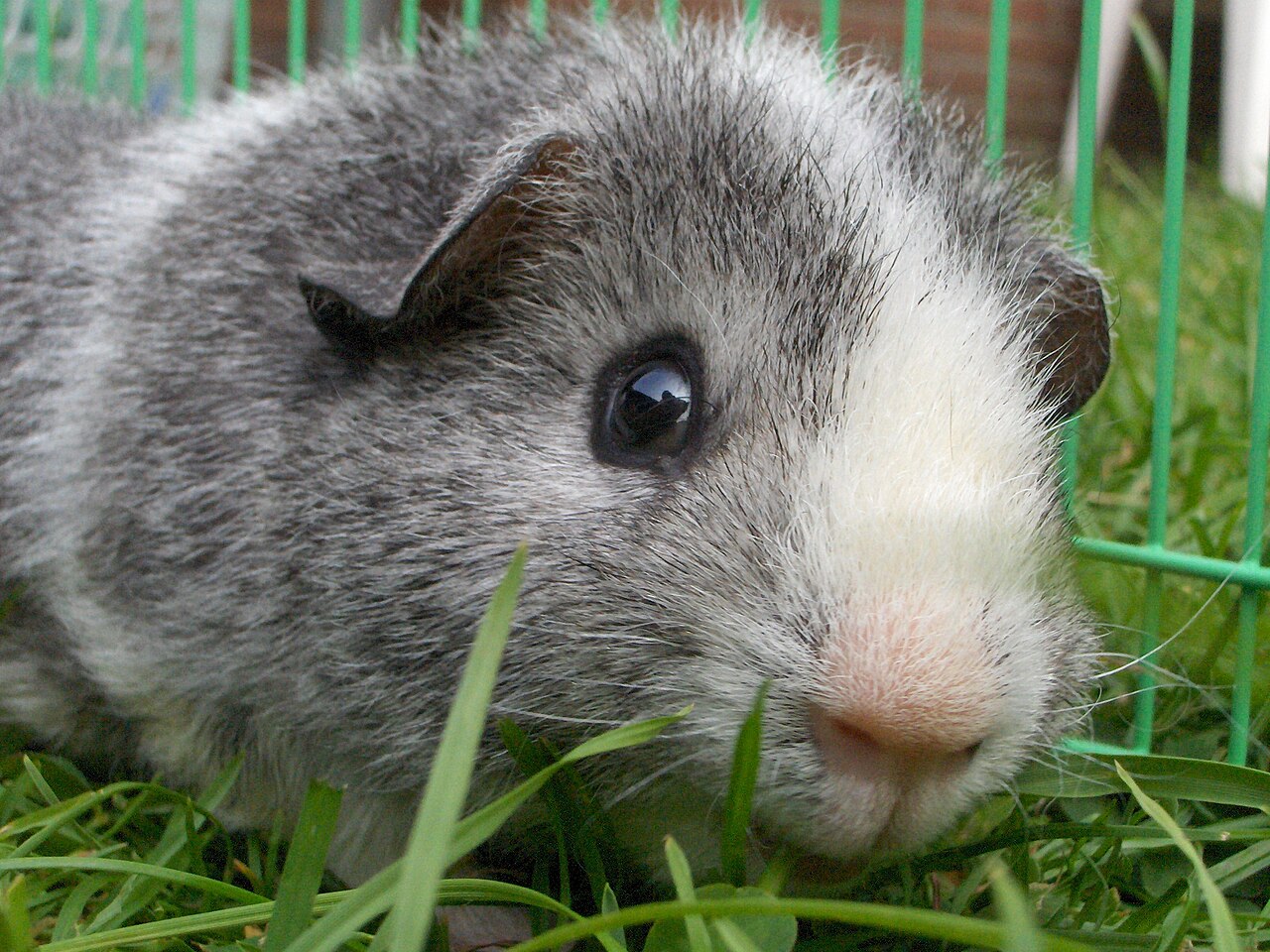 How Much Broccoli Can a Guinea Pig Have?