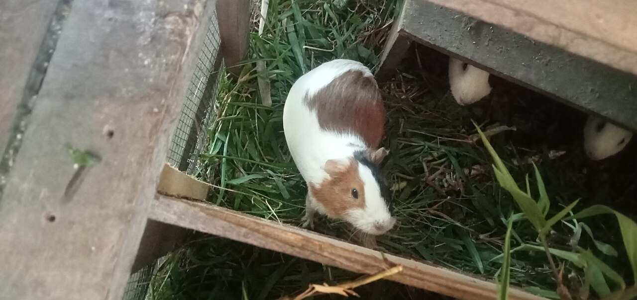 Why Does Broccoli Cause Gas in Guinea Pigs?
