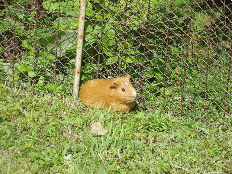 Can Guinea Pigs Eat Spinach? Safe Amount, Risks and Limits