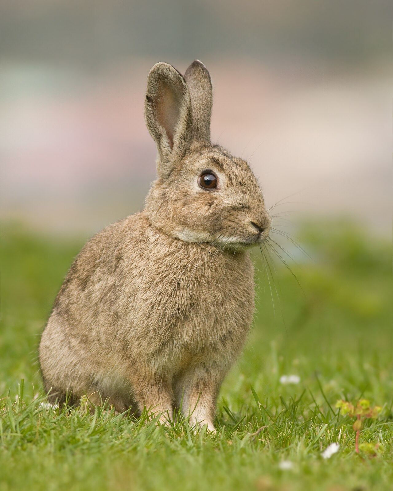 Can Rabbits Eat Apples? Seeds, Skin, and Portions