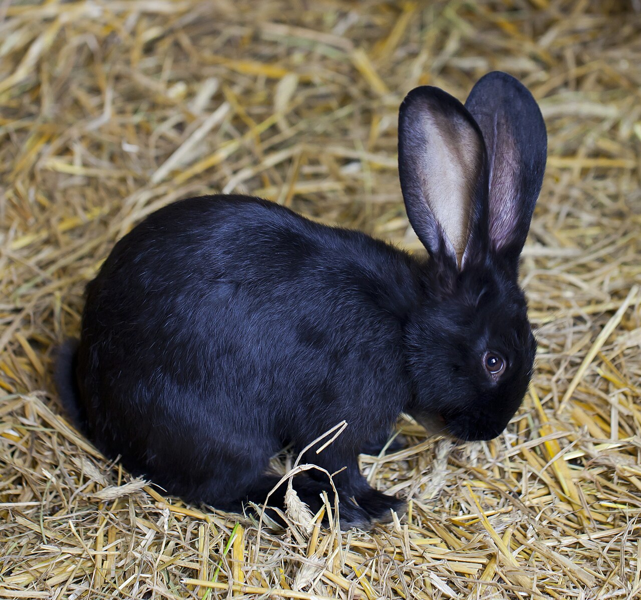 How Much Apple Can a Rabbit Have?