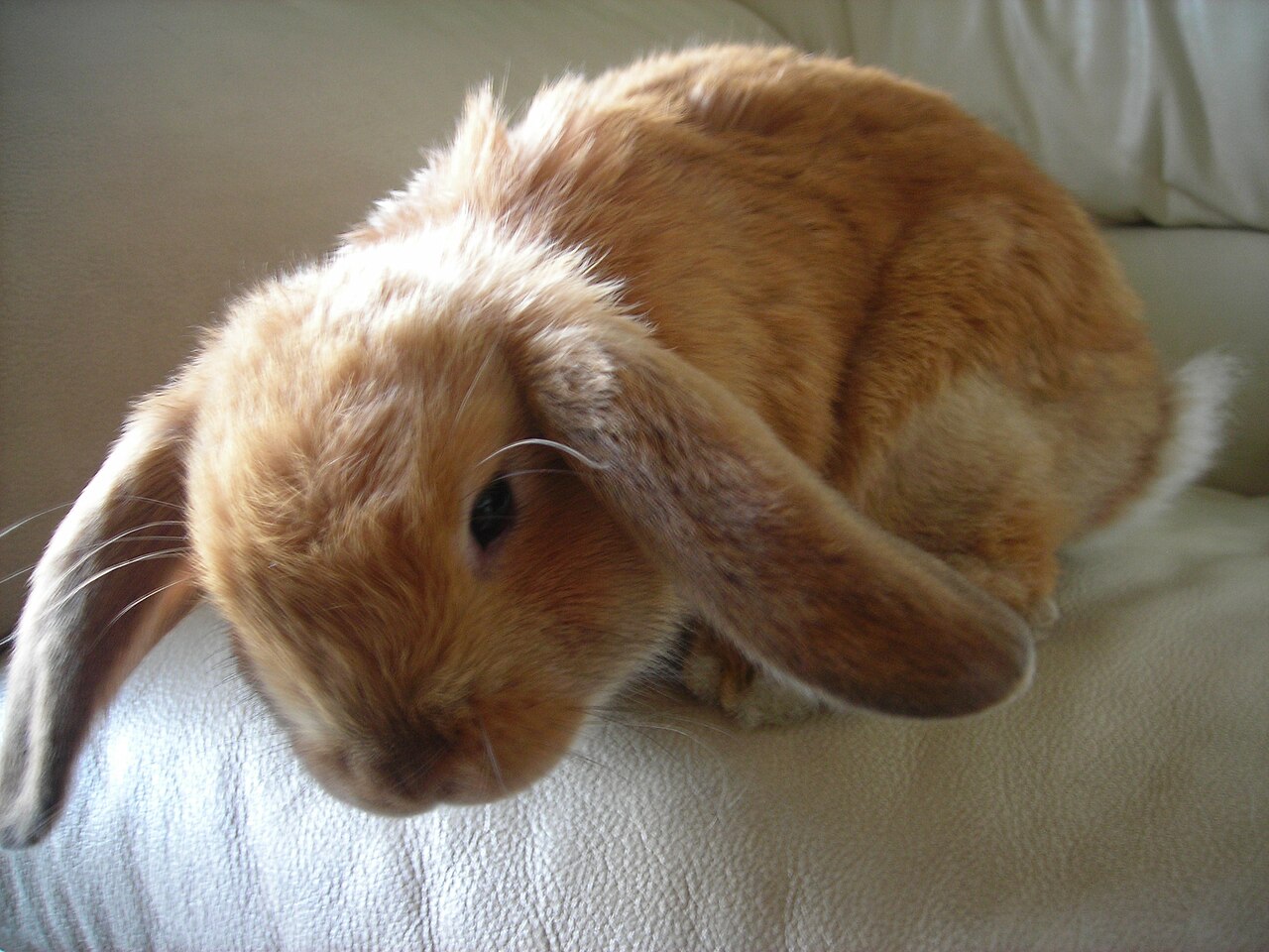 Can Rabbits Eat Bananas? Yes, But Far Less Than You Think