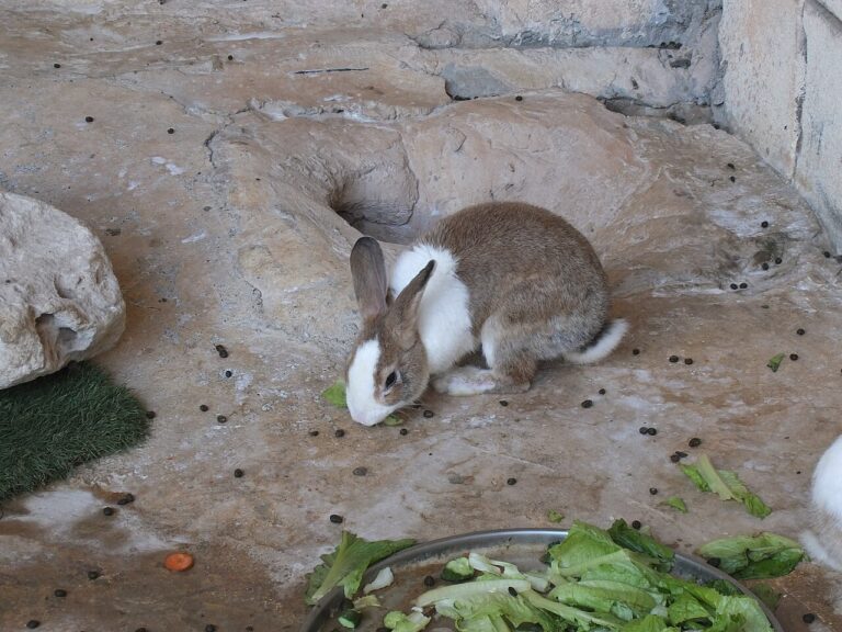 Can Rabbits Eat Broccoli? The Gas Question Answered
