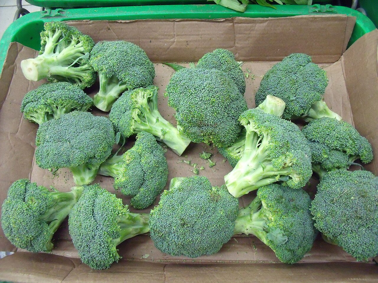 How Much Broccoli Can a Rabbit Have?