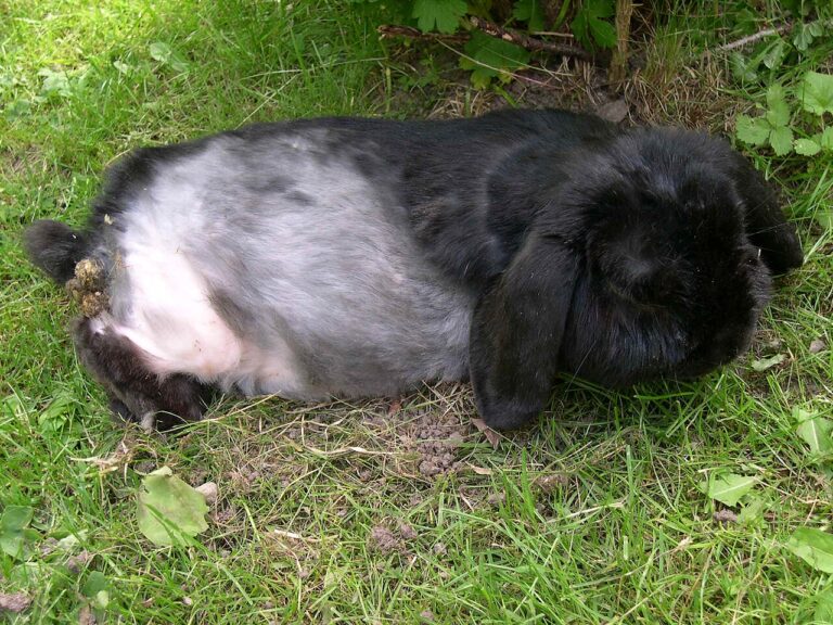 Can Rabbits Eat Cucumber? Portions and Cautions