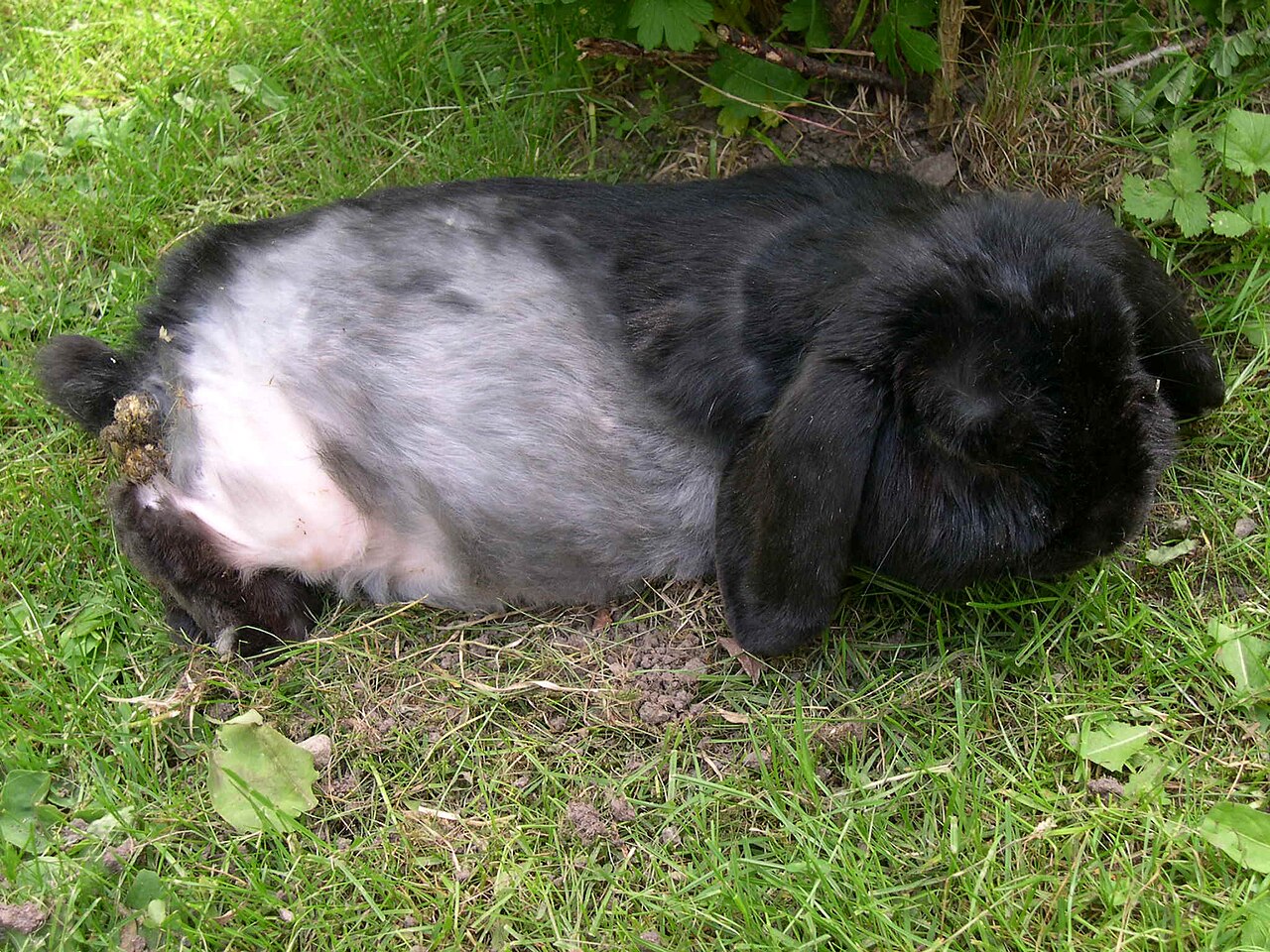 Can Rabbits Eat Cucumber? Portions and Cautions
