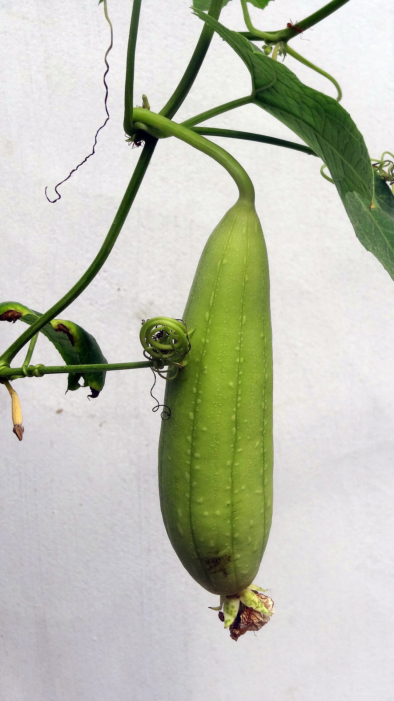 Can Rabbits Eat Cucumber Skin and Seeds?