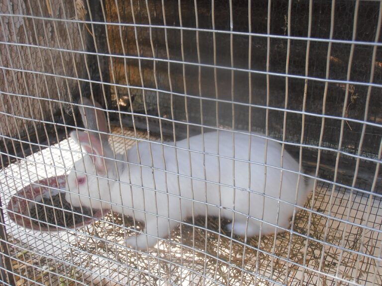 Can Rabbits Eat Grapes? Safe Amounts by Size