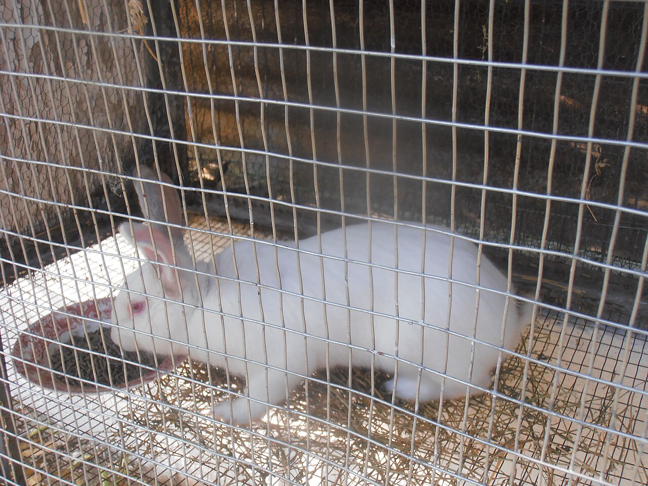 Can Rabbits Eat Grapes? Safe Amounts by Size