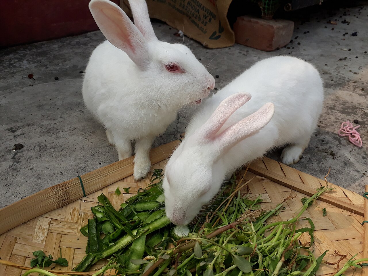 How Many Grapes Can a Rabbit Have?