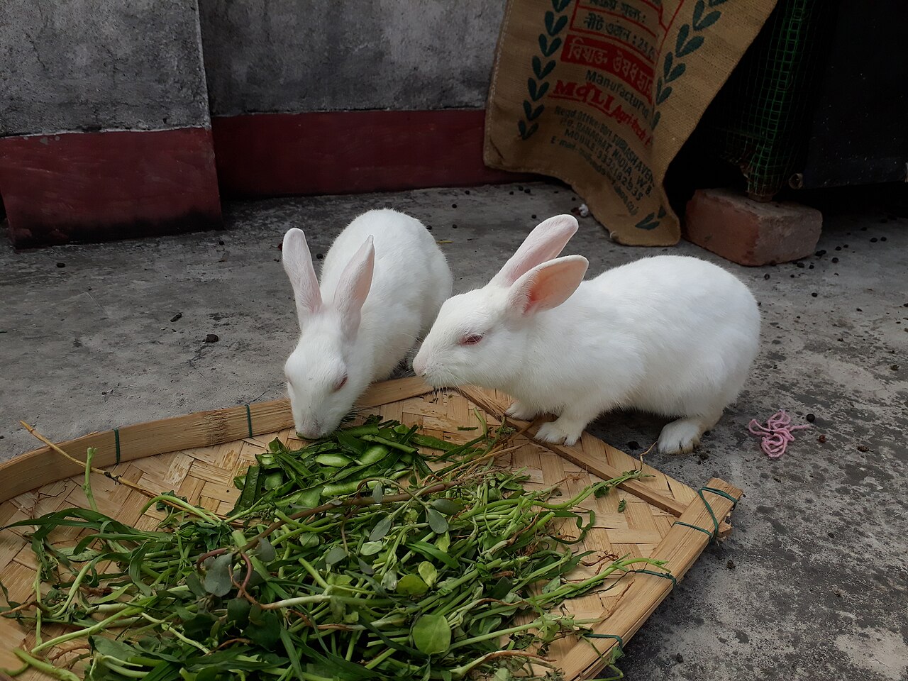 Can Rabbits Eat Grape Seeds and Skin?