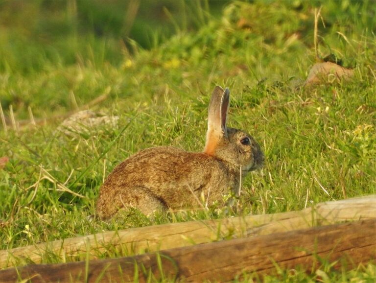 Can Rabbits Eat Oranges? Safe Portions, Peels and Seeds
