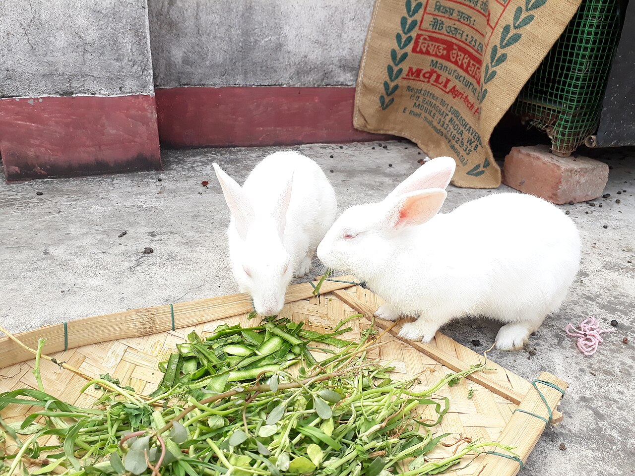 Can Rabbits Eat Strawberries? Portions by Size