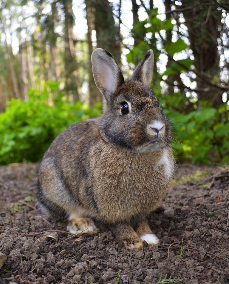 Can Rabbits Eat Tomatoes? Safe Parts and What to Avoid