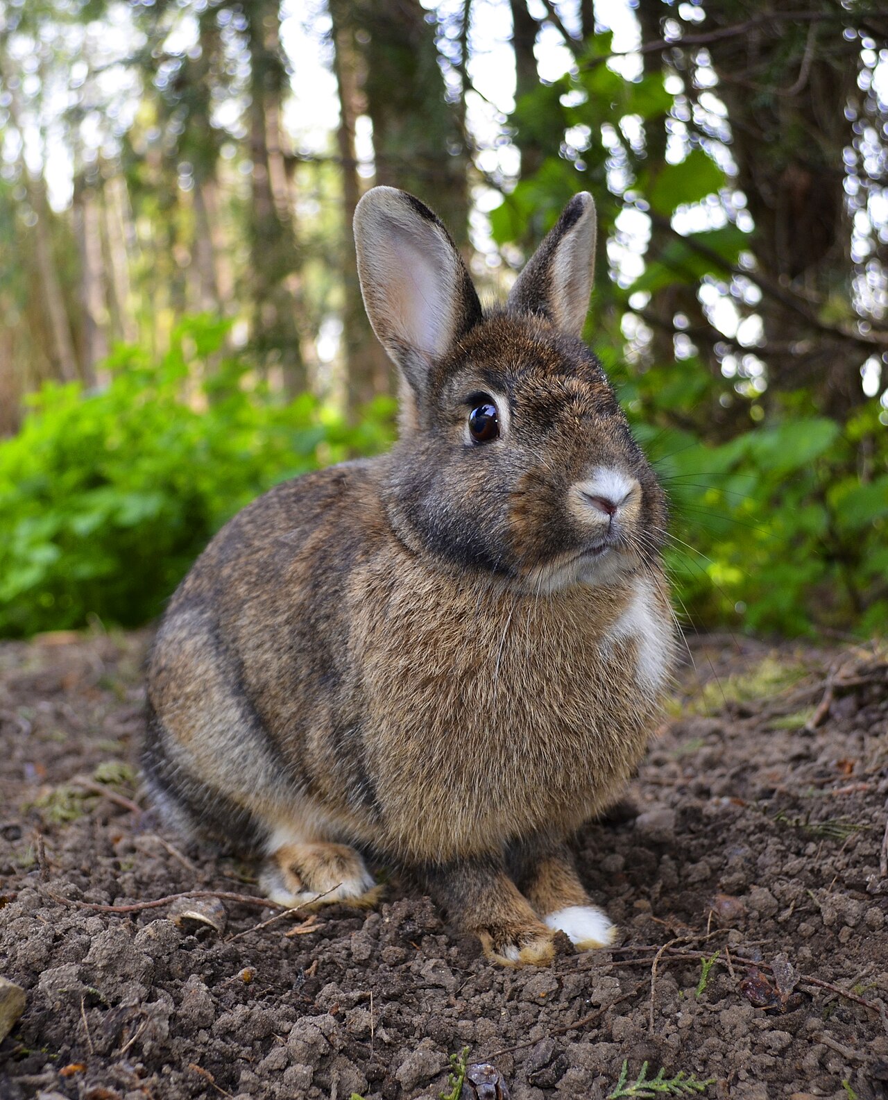 Can Rabbits Eat Tomatoes? Safe Parts and What to Avoid