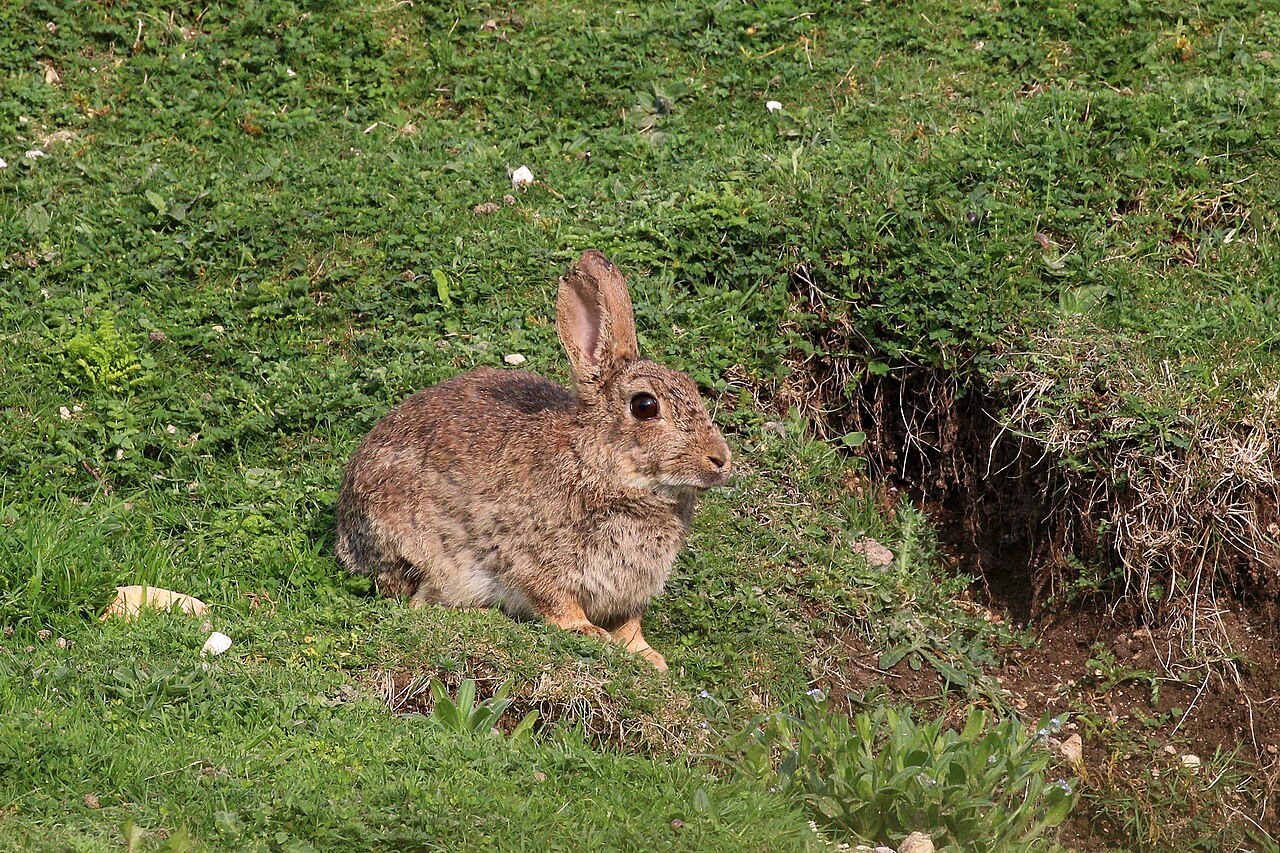 What Vegetables Can't Bunnies Eat?