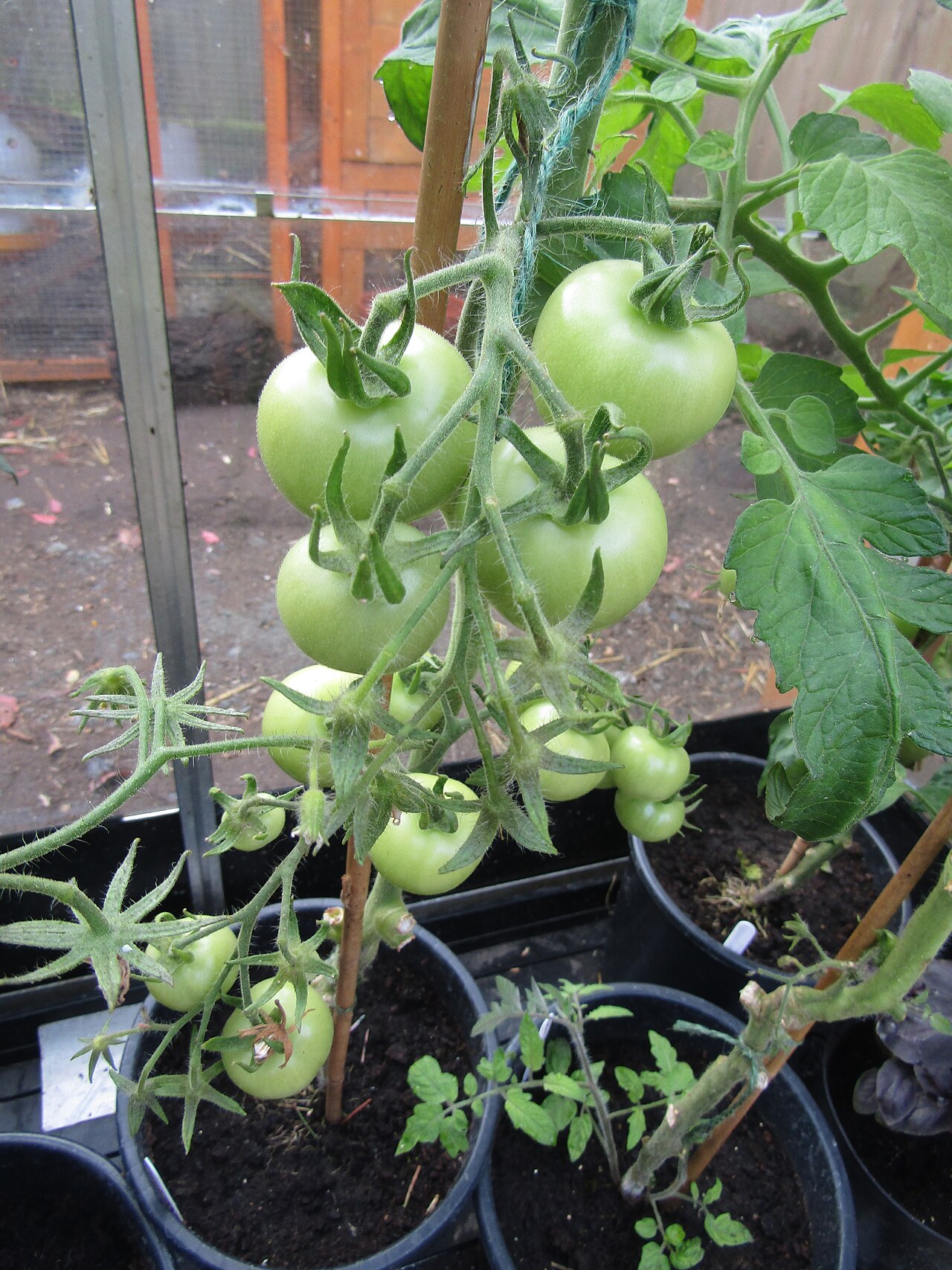 Can Rabbits Eat Cucumbers and Tomatoes Together?