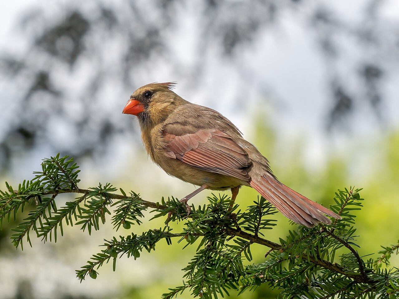 Cardinal Sound: What Every Whistle and Chip Means