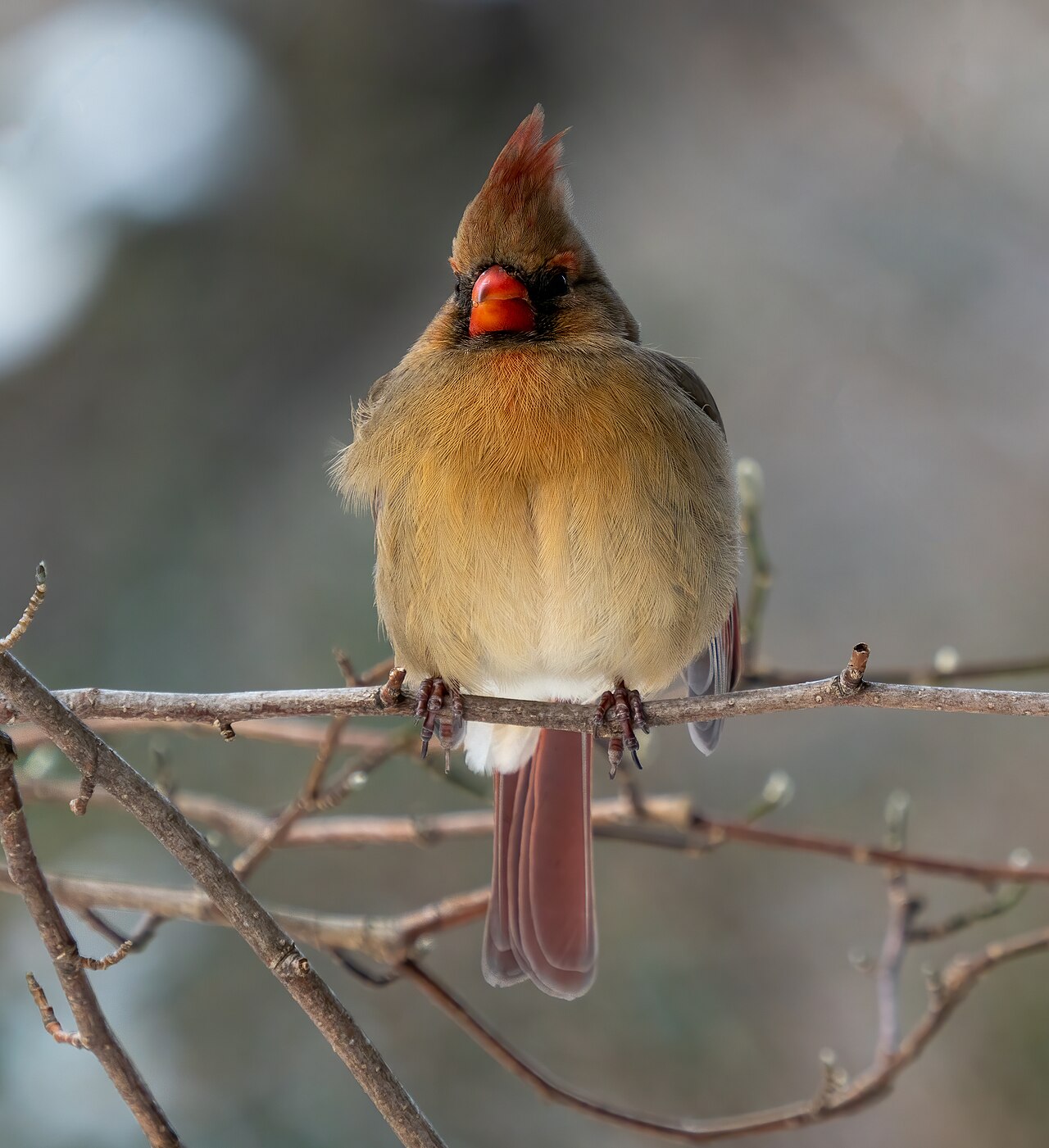 What Bird Says Pew Pew?