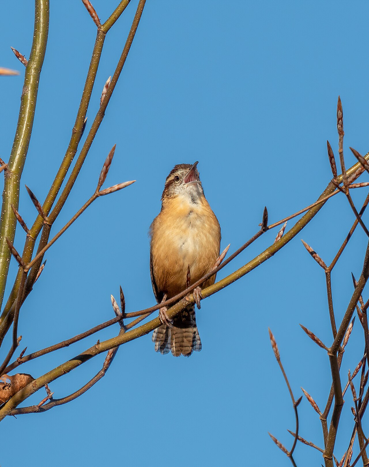 Carolina Wren Sounds: The Teakettle Song and the Duet