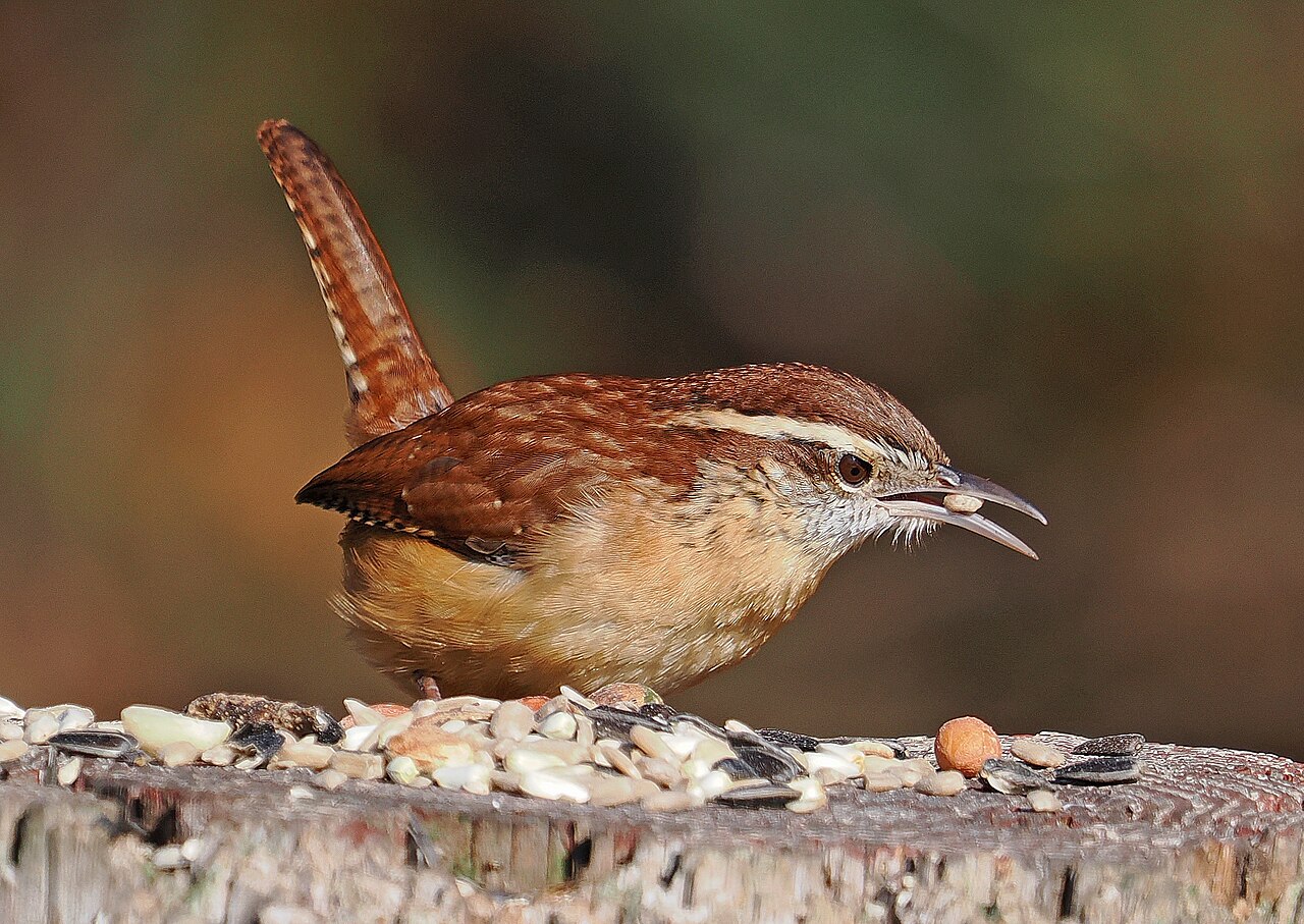 Only Males Sing, and They Sing Constantly