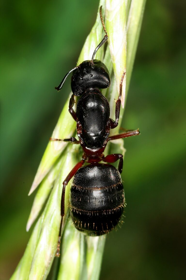 Carpenter Ant Bite: What It Feels Like and What It Means