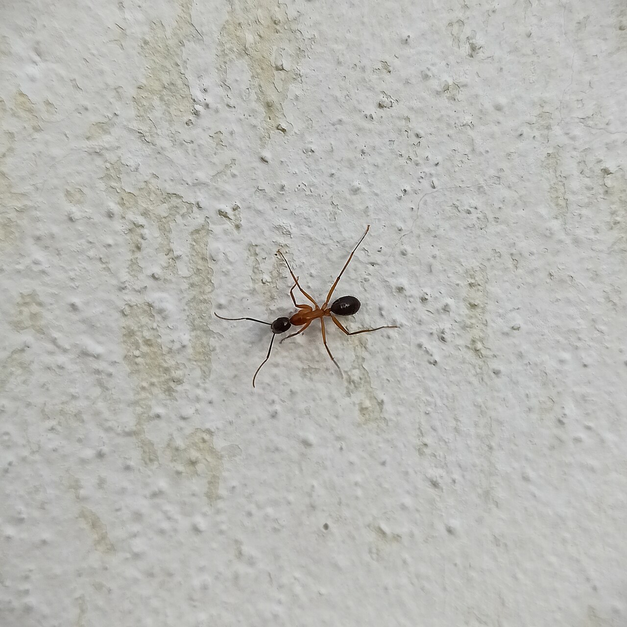 What Does the Bite Look Like?