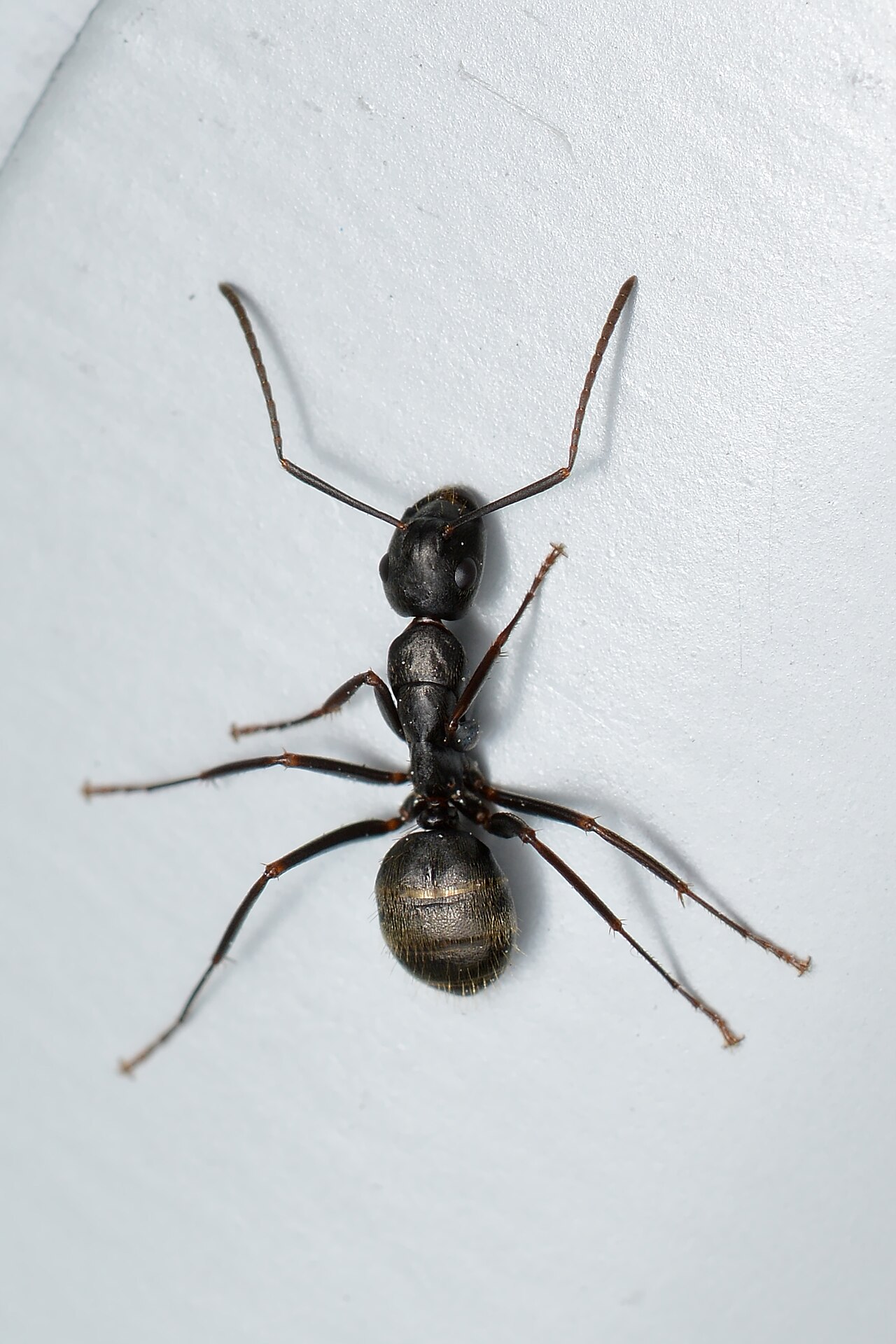 Carpenter Ant Frass: What It Looks Like and What to Do Next