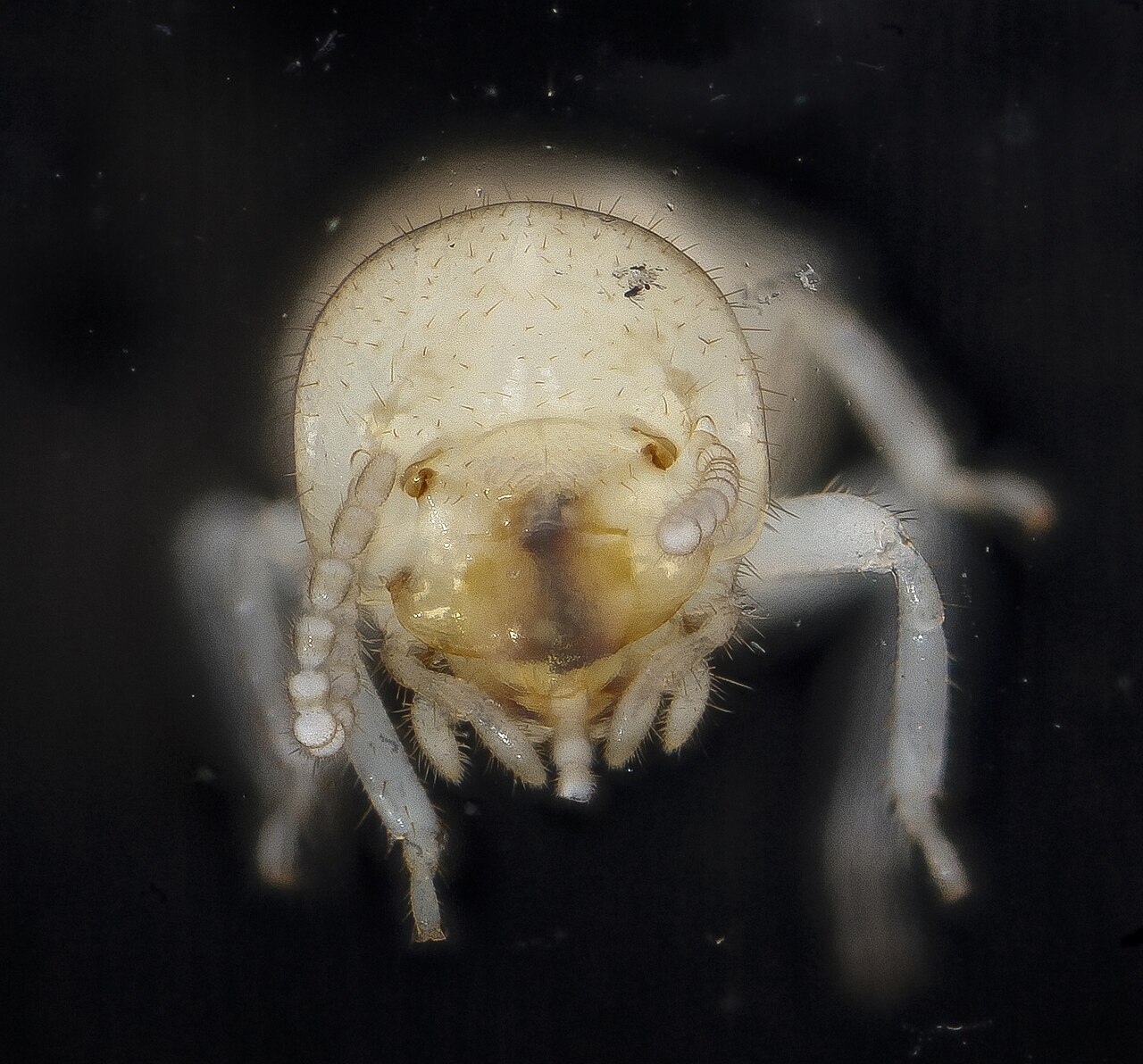 Carpenter ant frass vs termite frass