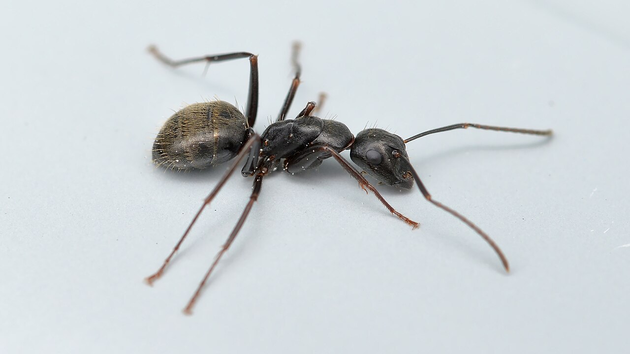 Where to look for carpenter ant frass in a house