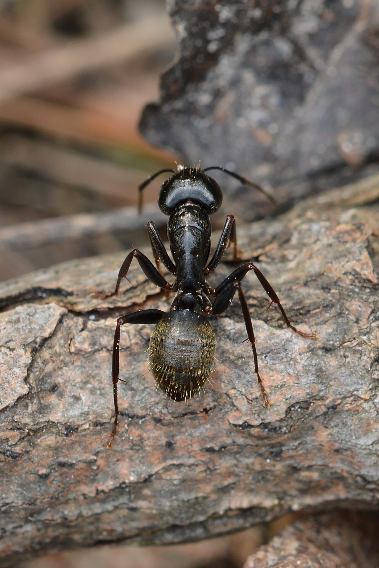 What to do when you find carpenter ant frass