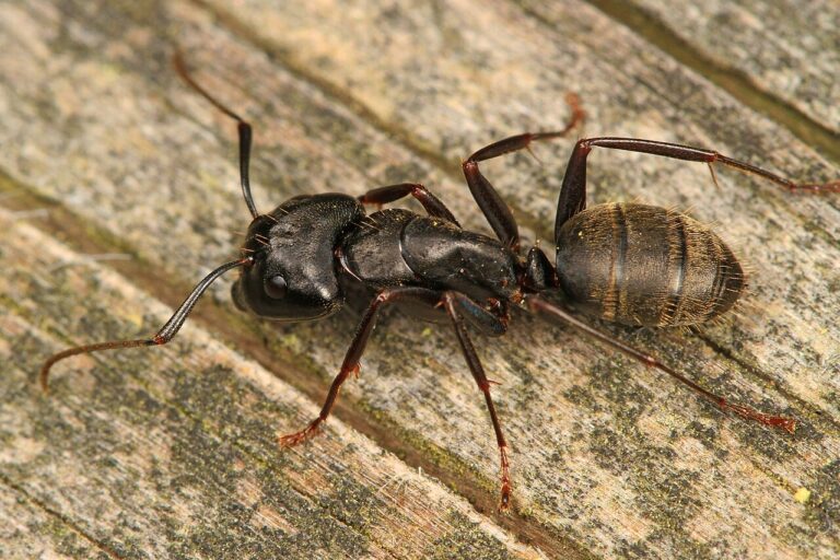 Carpenter Ant Queen: How to Identify One and What It Means