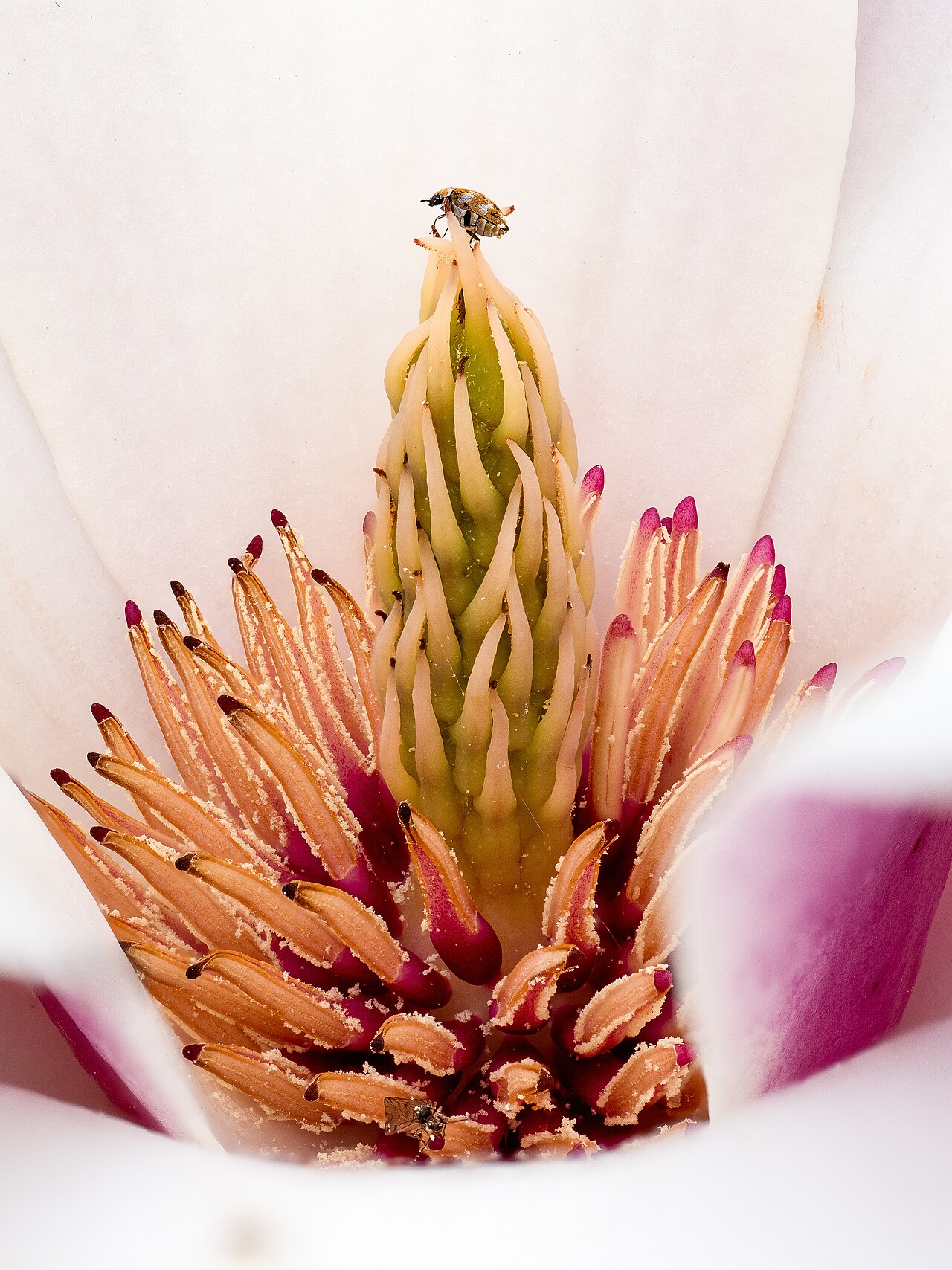 Carpet Beetle Larvae: ID, Damage, and Removal