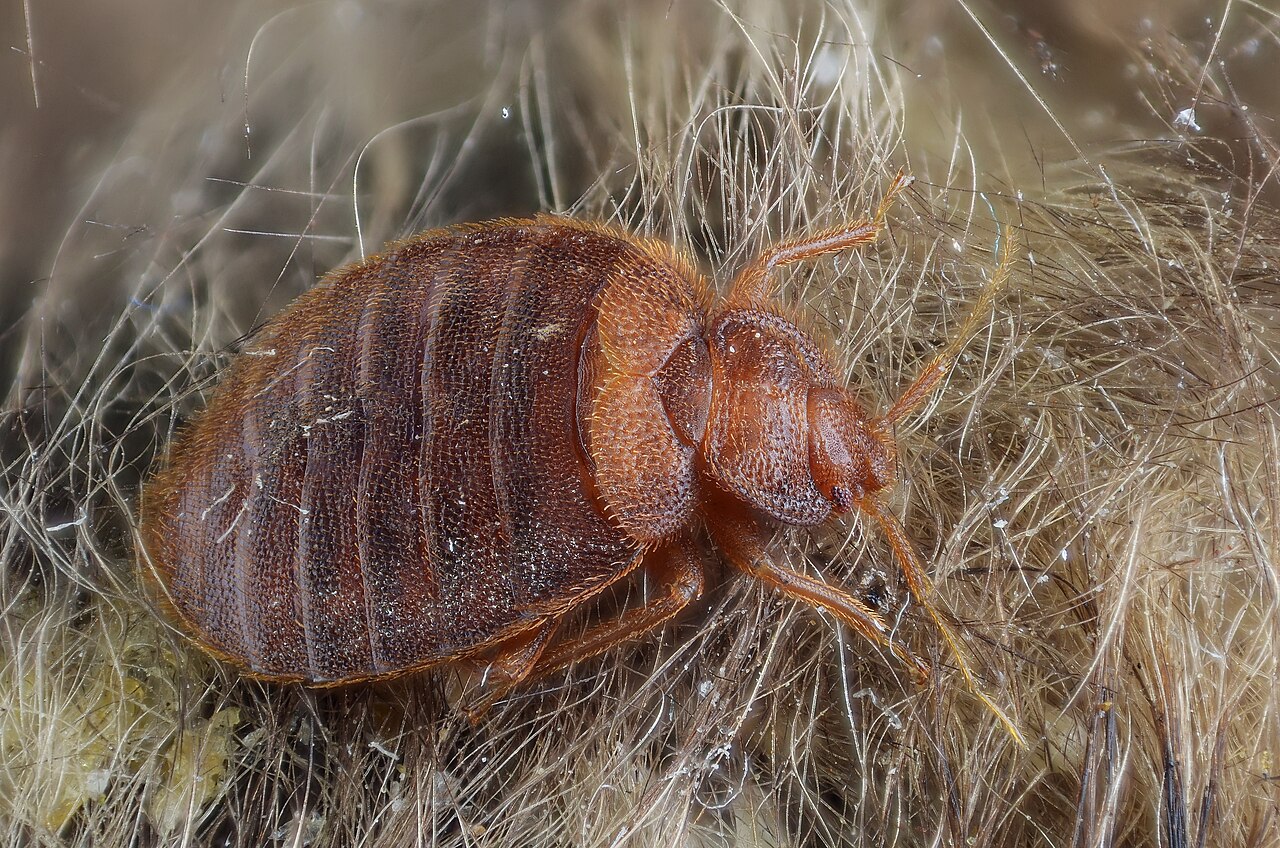 Carpet Beetle vs Bed Bug: How to Tell Them Apart