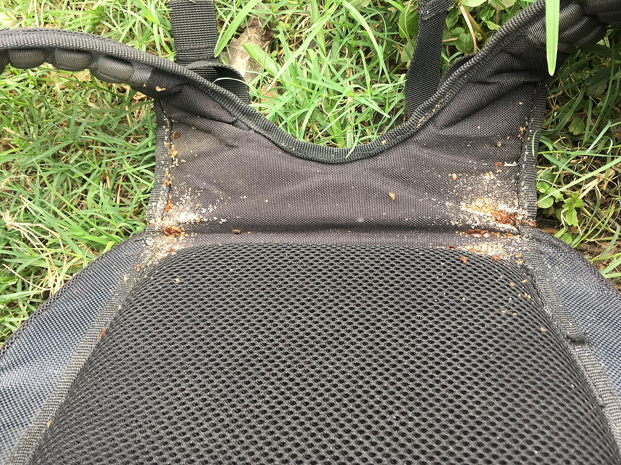 Do Carpet Beetles Bite?