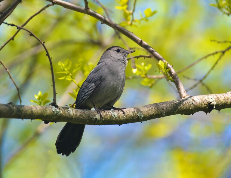 Catbird Sound: Why It Meows and What Else It Says