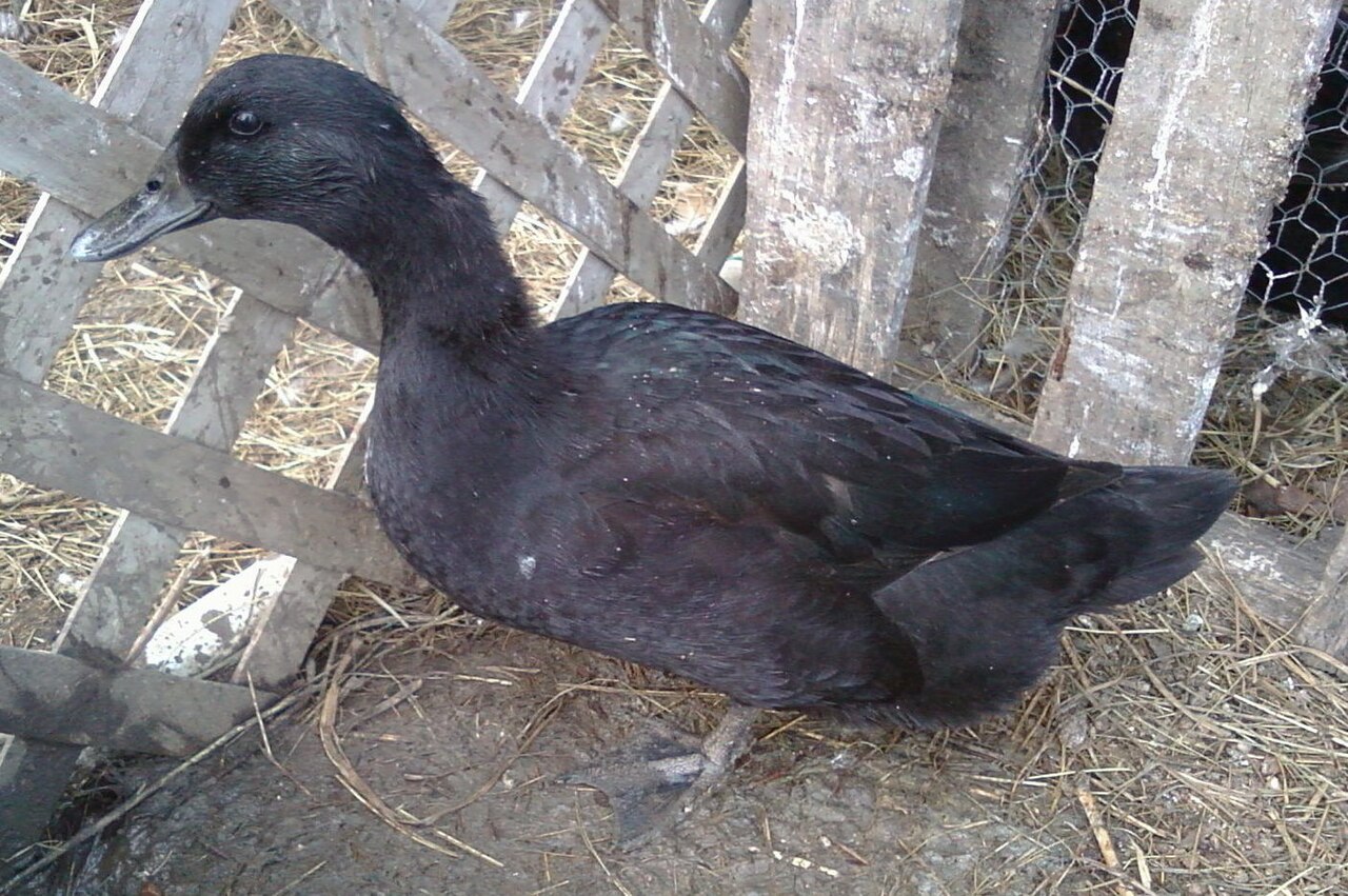 Cayuga Duck: Black Eggs, Quiet Temperament, and Why It Turns White