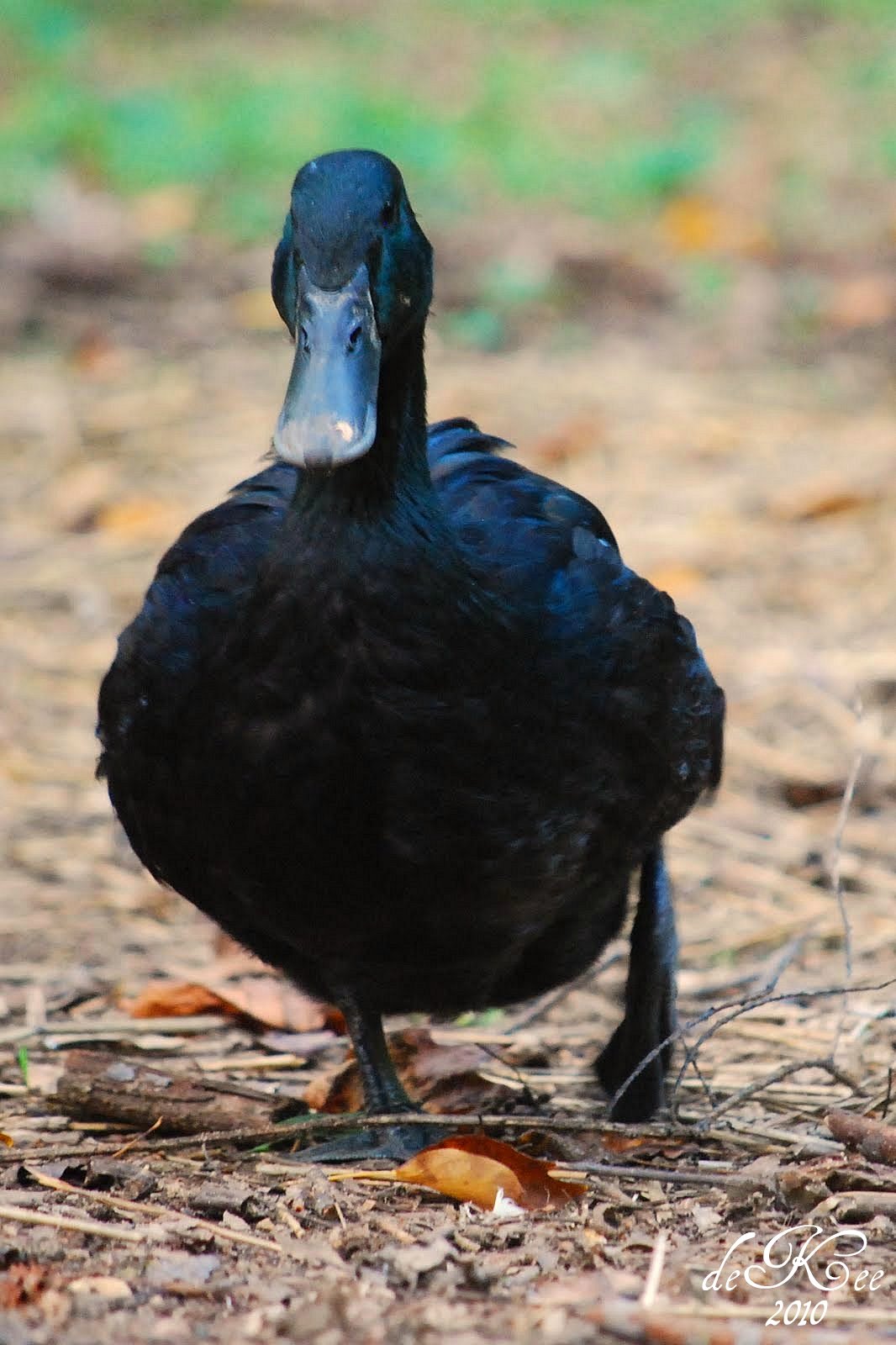 Cayuga Duck Size and Weight