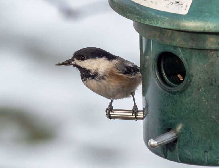 Chickadee Sound: 6 Calls and What Each One Signals