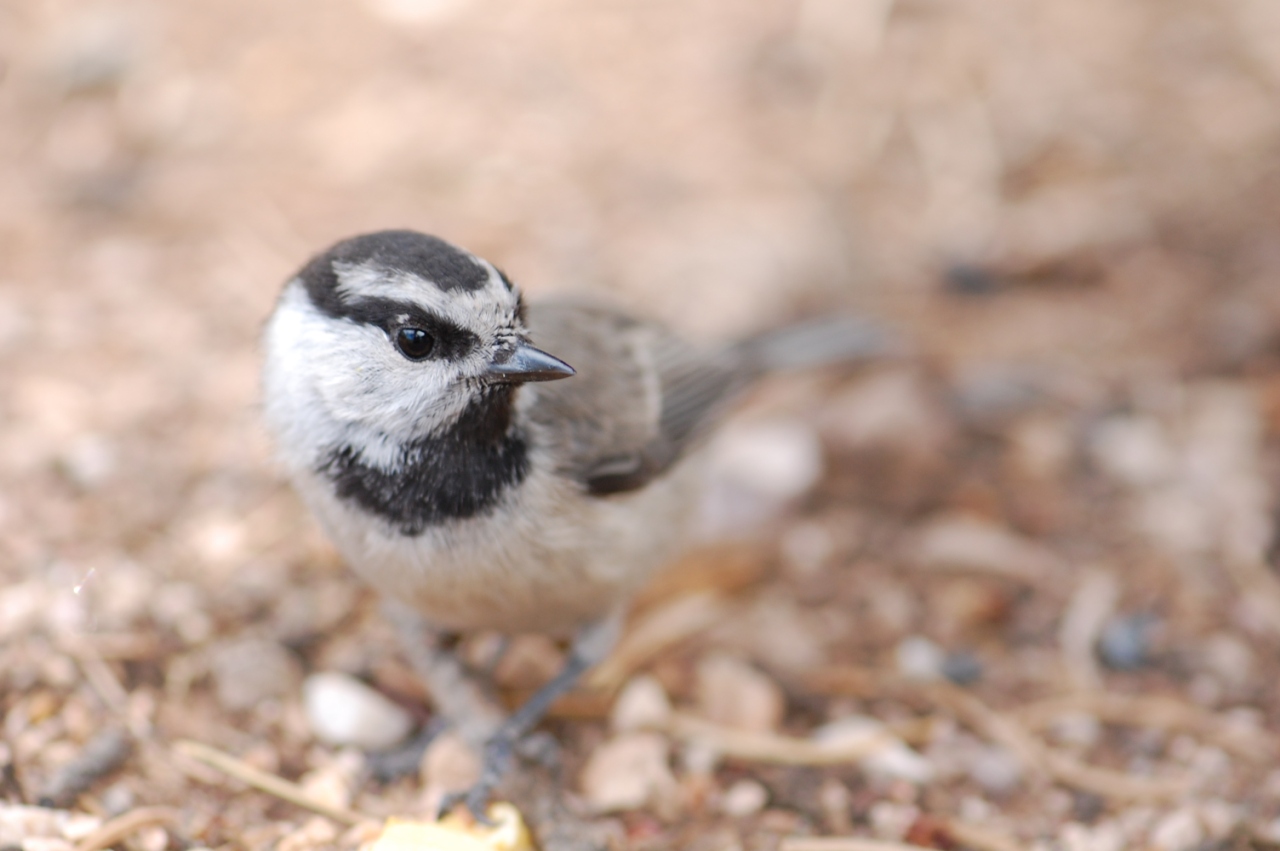 What Bird Says Hey Sweetie?