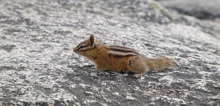 Chipmunk Lifespan: How Long Chipmunks Live in the Wild